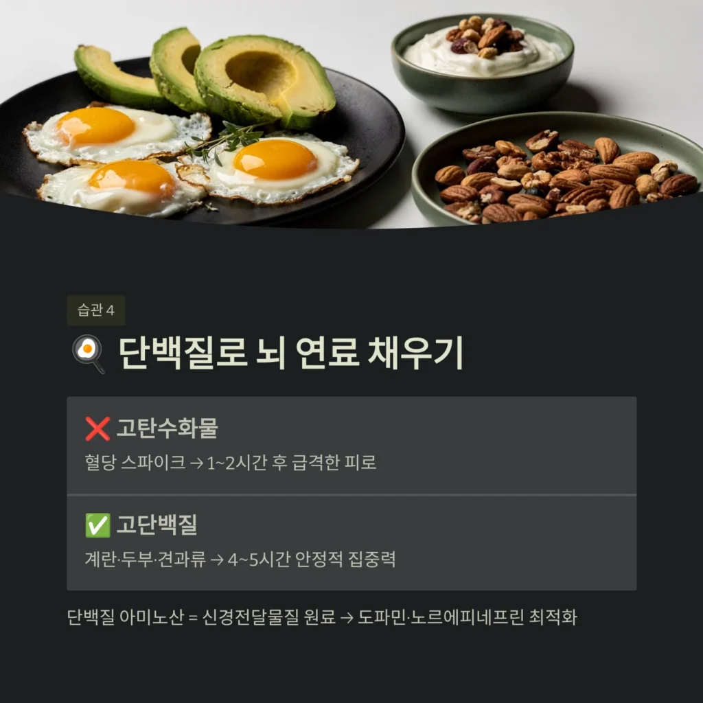 단백질로 뇌 연료 채우기